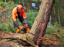 Best Tree and Shrub Care  in Milton, PA