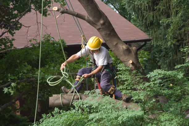 Leaf Removal