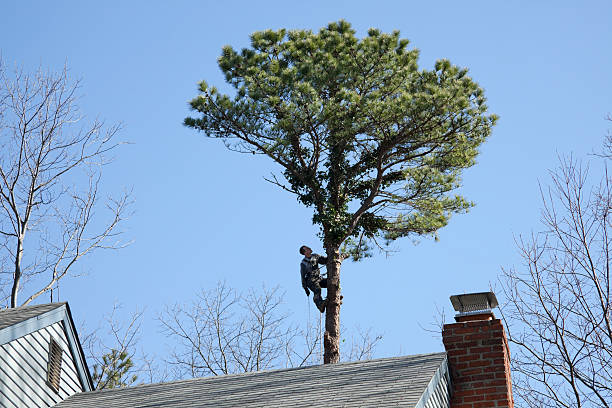 Best Tree Risk Assessment  in Milton, PA