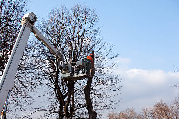 Professional Tree Services in Milton, PA