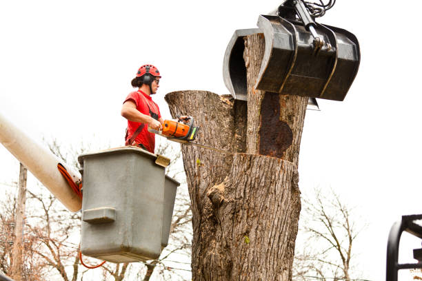 Best Arborist Consultation Services  in Milton, PA